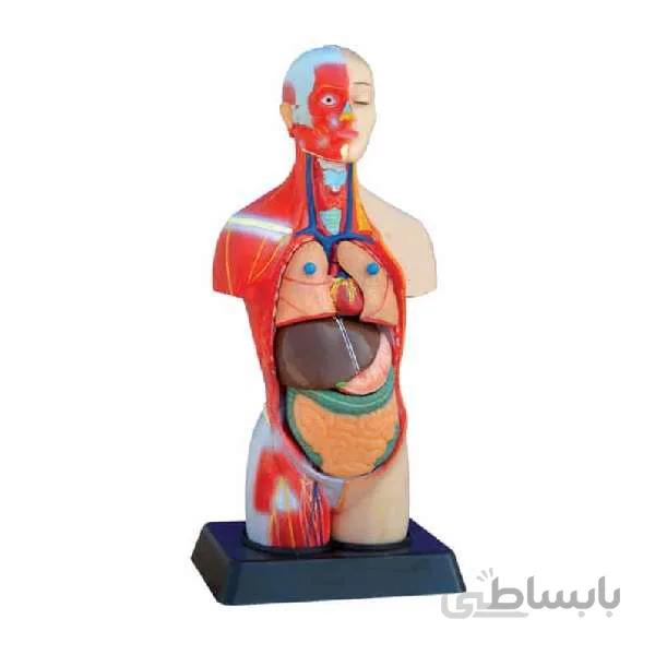 مولاژ مینی نیم تنه