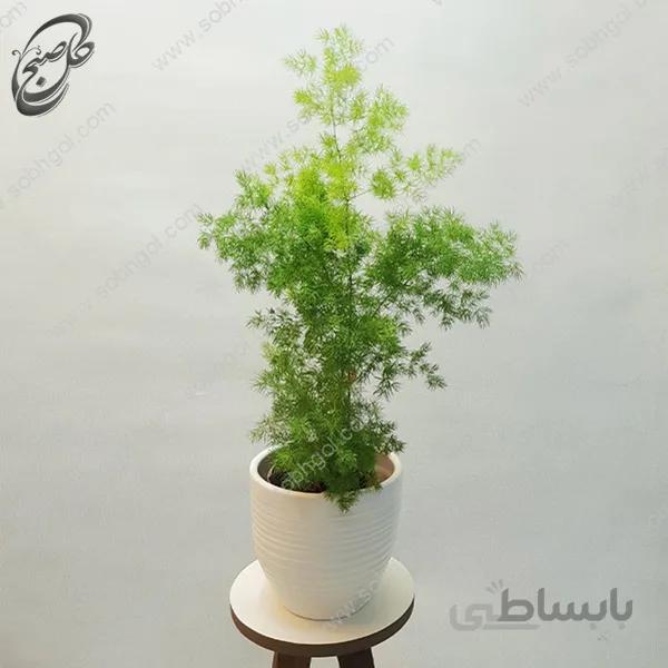 سفارش گل آنلاین – اسپاراگوس طرح A-015