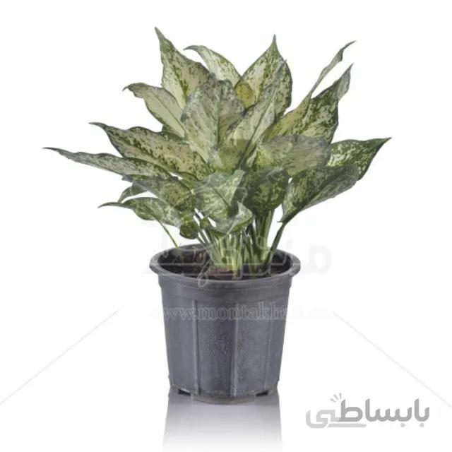 گیاه آپارتمانی آگلونما سفید