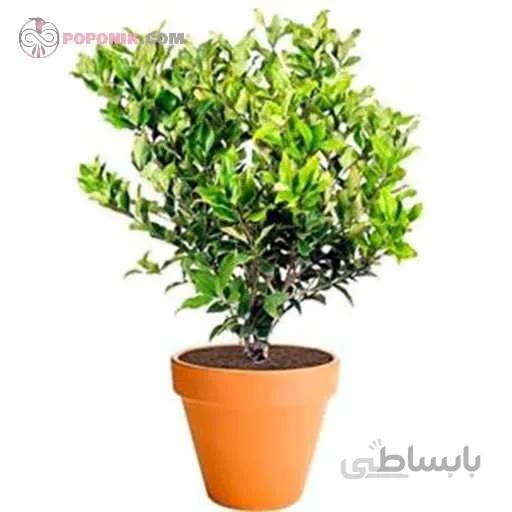 بذر درختچه لگستروم