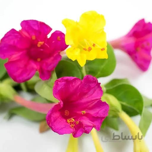بذر گل لاله عباسی پابلند ابلق