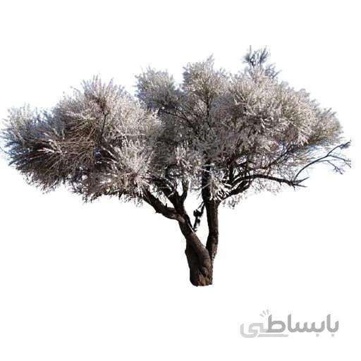 بذر درخت بادامک