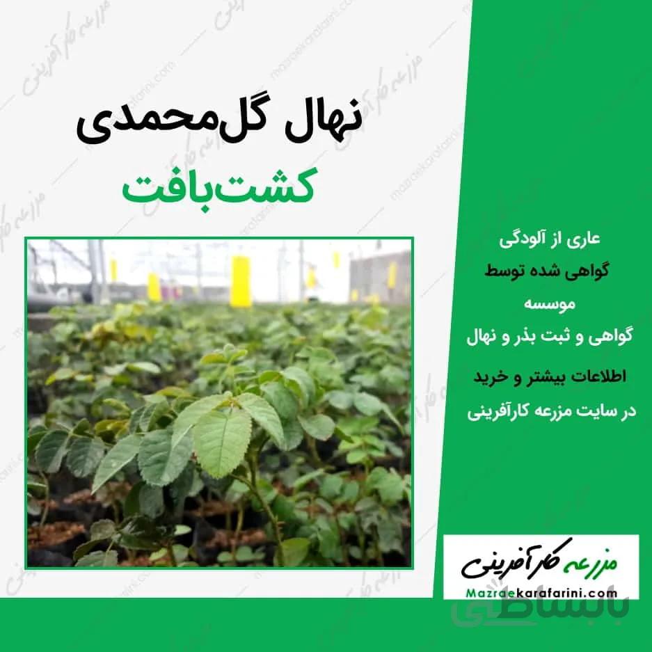 نهال کشت بافت گل محمدی