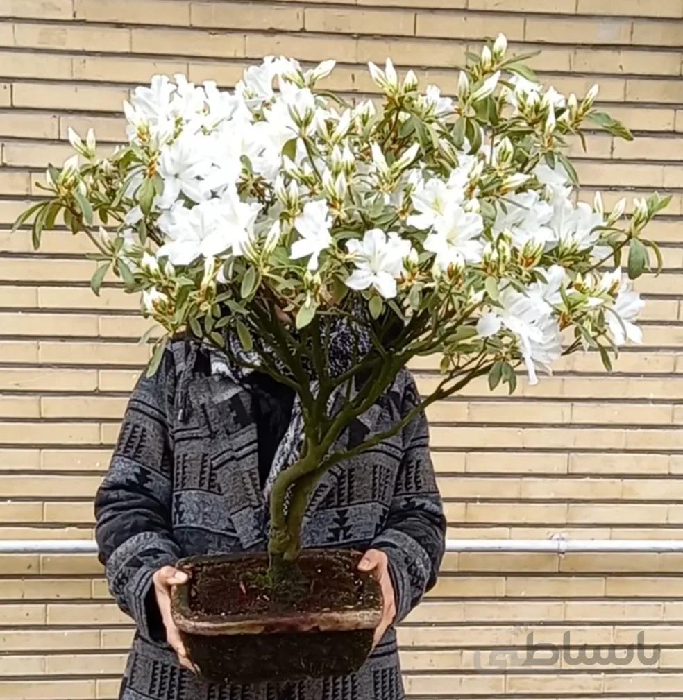 بنسای(بونسای) آزالیا ۱۵ ا Azaliya bonsai