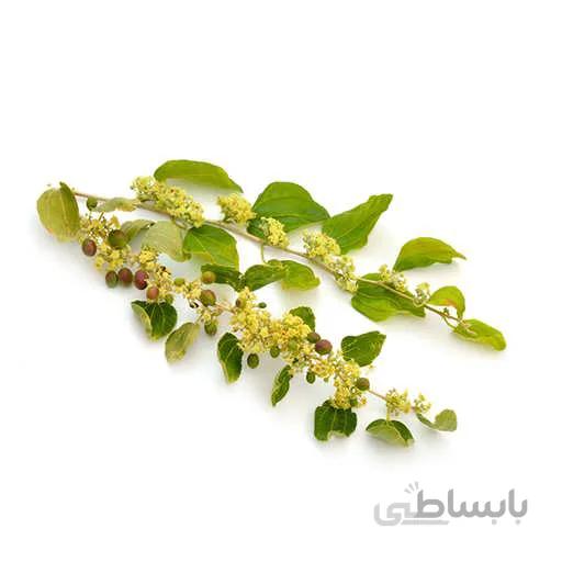 بذر درخت کنار