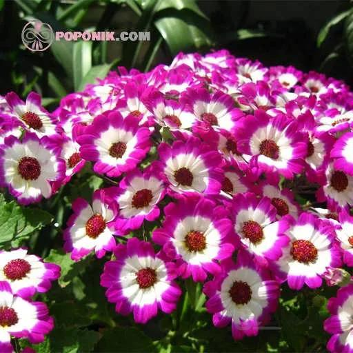 بذر گل سینره