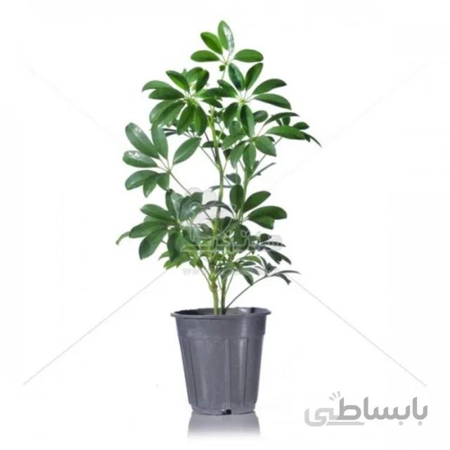گیاه آپارتمانی شفلرا (درخت چتر) 50 سانتی متری