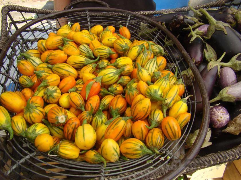 بذر بادمجان توگا ( اورجینال خارجی )