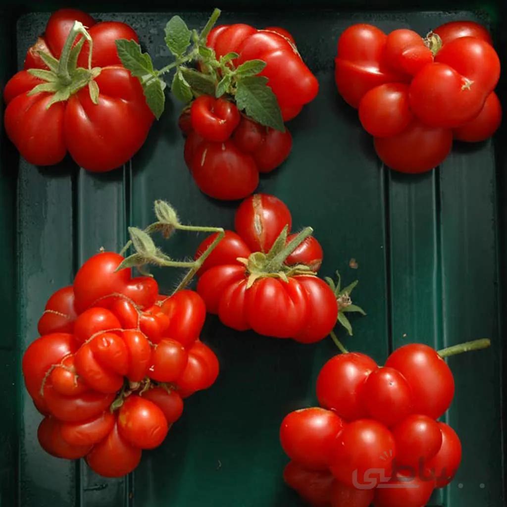 بذر گوجه فرنگی مسافرین