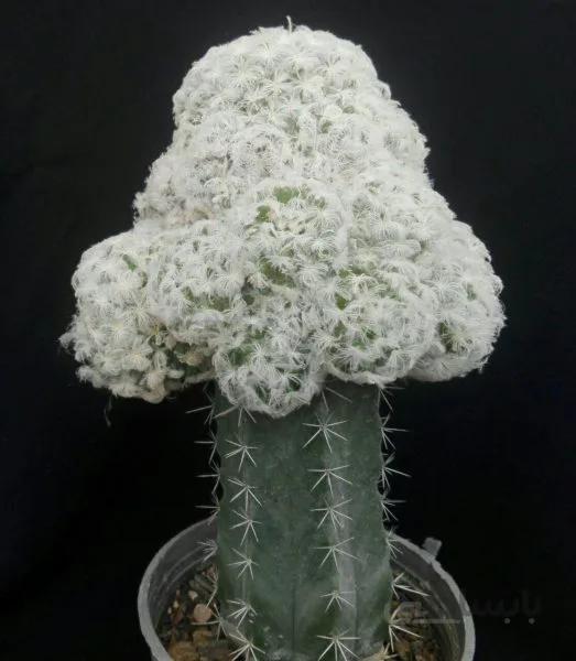 کاکتوس مامیلاریا پلوموزا پیوندی | Mammillaria Plumosa