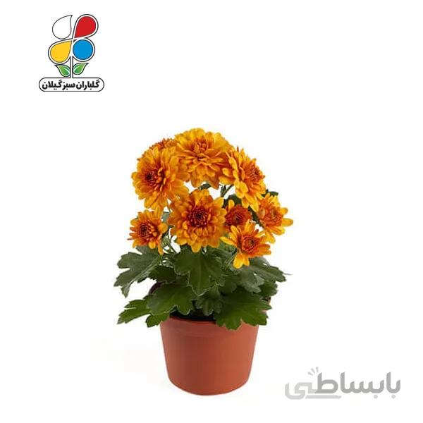 بذر گل داوودی بسته بندی کوچک مدل GPSF7S