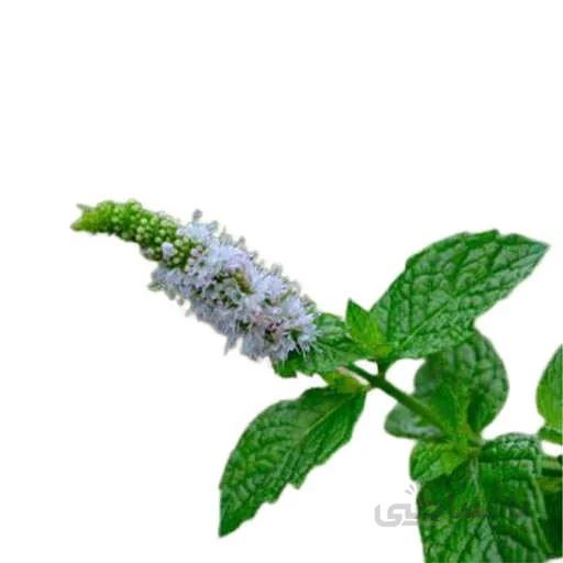 بذر نعنا انگلیسی