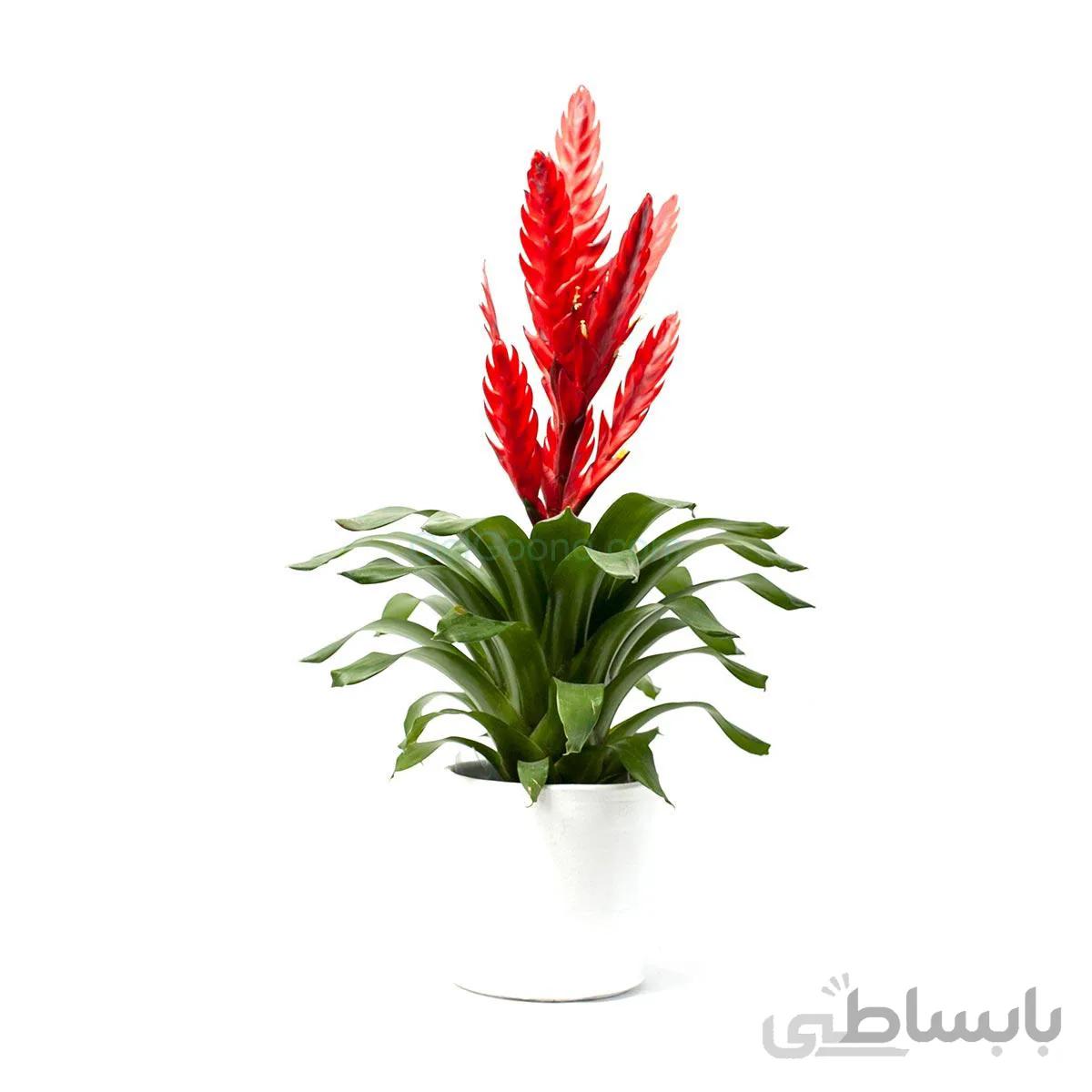 گیاه آپارتمانی ورزیا قرمز | سایز بزرگ