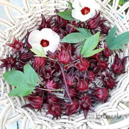 بذر چای ترش قرمز یا رز چینی بسته 50 عددی