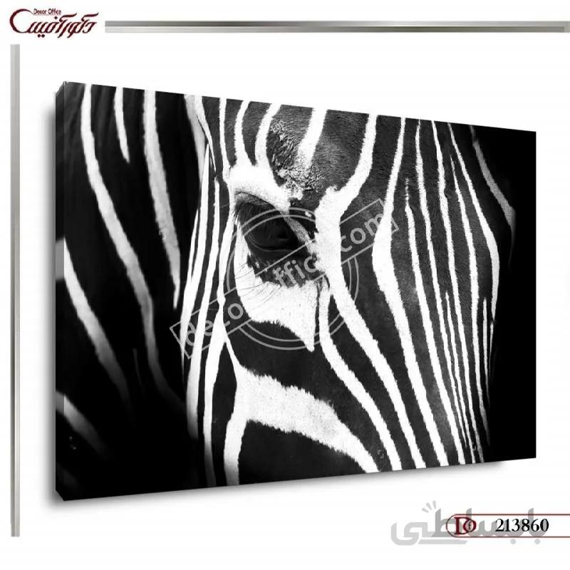 تابلو دکوراتیو گورخر 3860 ا Zebra Decorative Paintings 3860