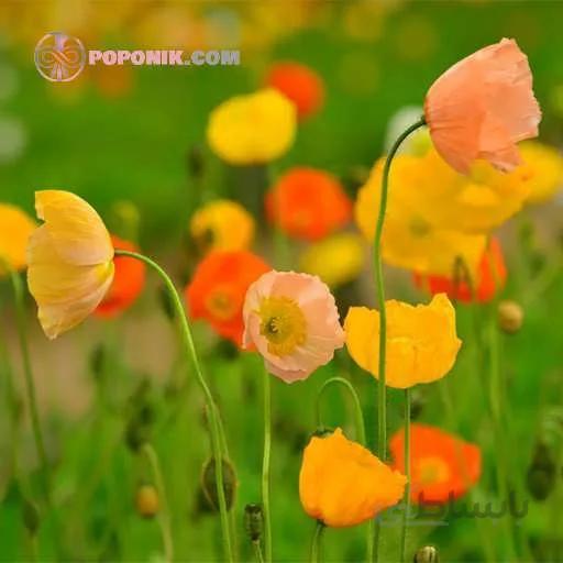 بذر گل خشخاش ایسلندی