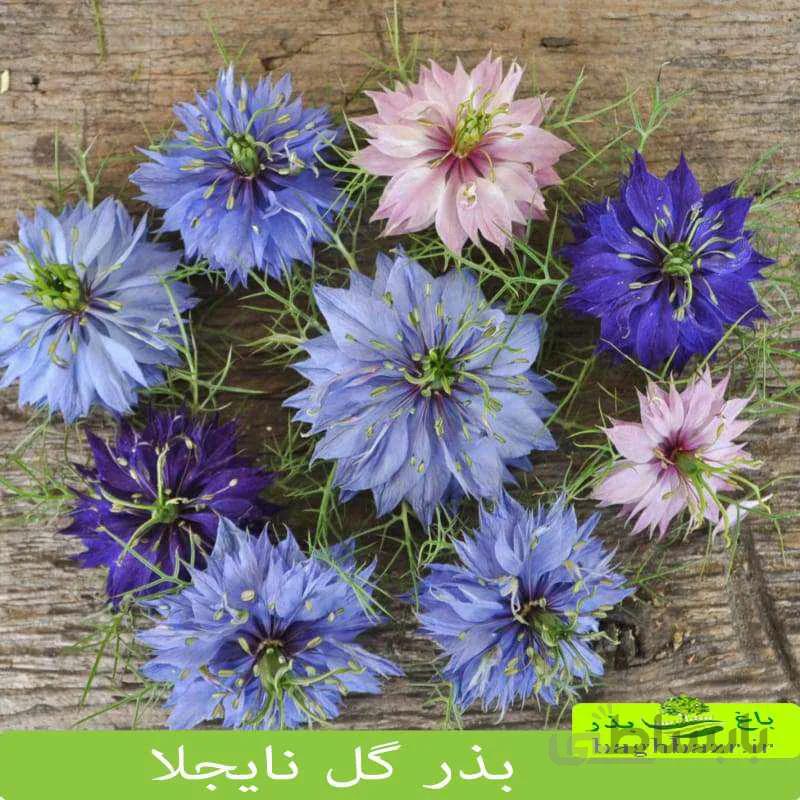 گل نایجلا ( بذر اورجینال خارجی )