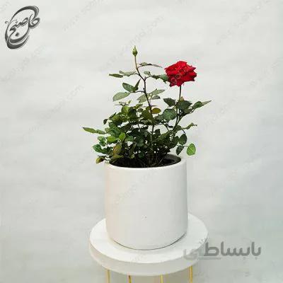 سفارش گل آنلاین – رز آپارتمانی طرح R-014