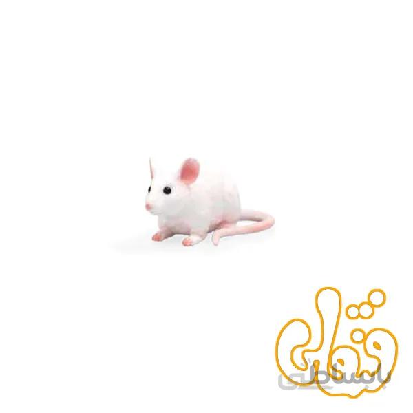 موش Mouse 387235
