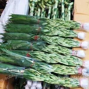 بامبو ابلق B04 (هر ساقه 60 تومان)
