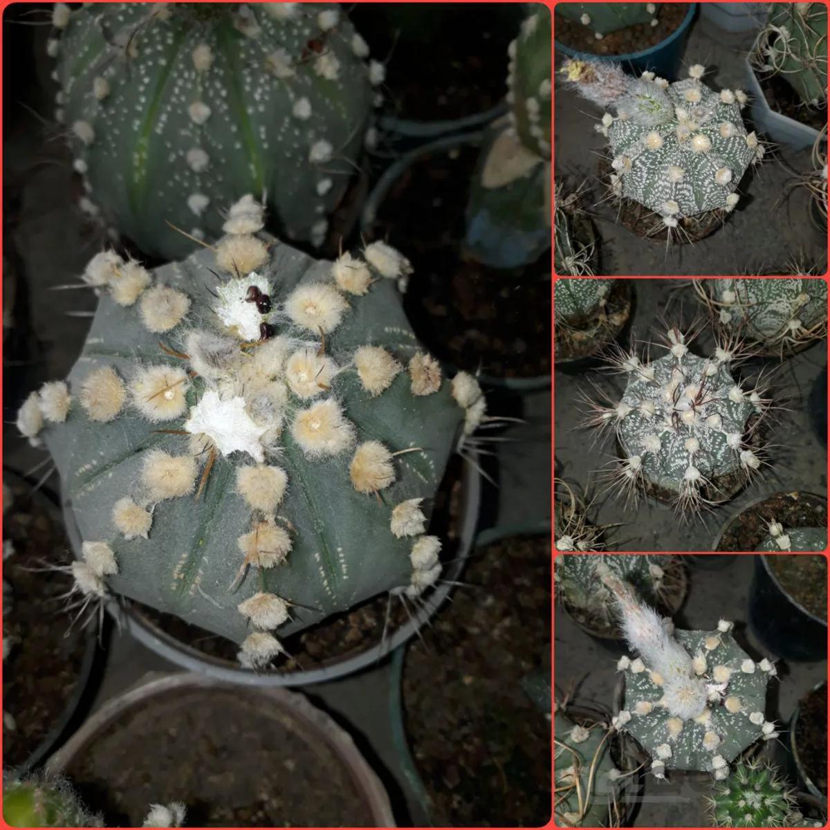 بذر آستروفیتوم های هیبرید میکس | Astrophytum hybridised mix seed