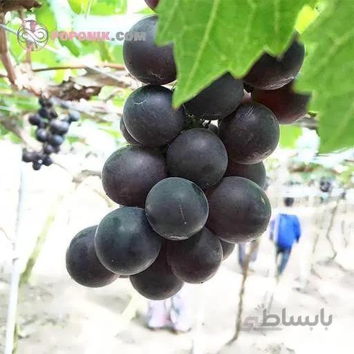 نهال انگور جیغ جیغه