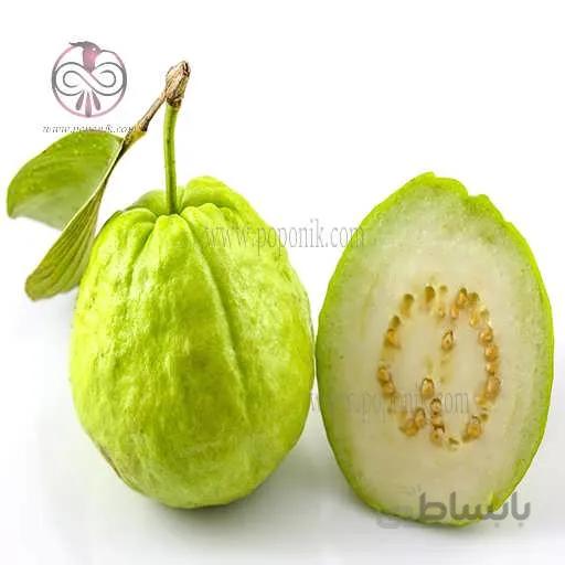 بذر گواوا سیبی زرد معطر داخل سفید