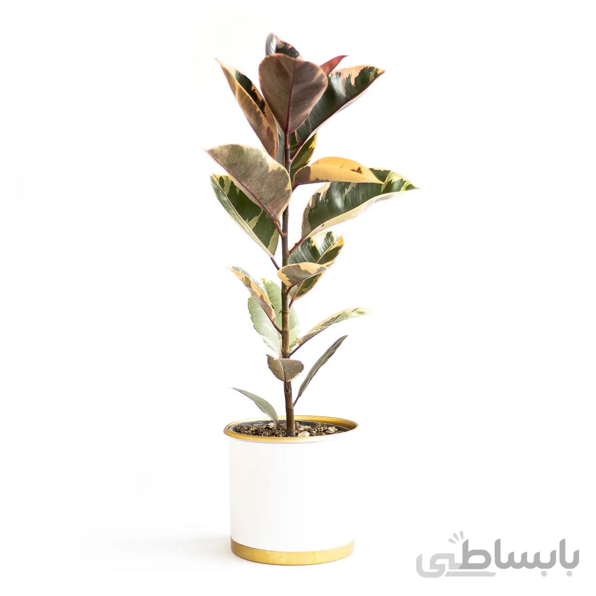 گیاه فیکوس الاستیکا شرابی | سایز متوسط