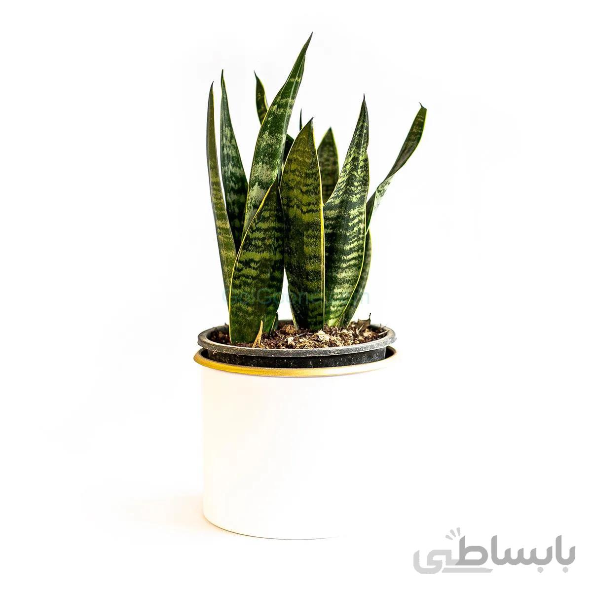 گیاه سانسوریا کراواتی ابلق