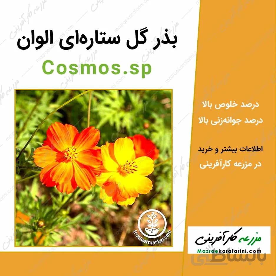 بذر گل ستاره ای الوان