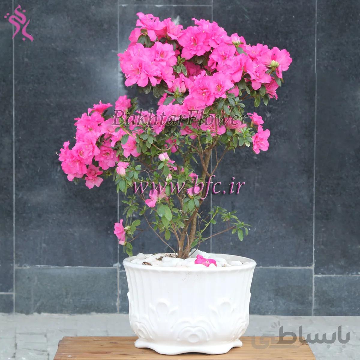 گلدان آزالیا