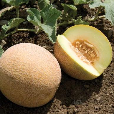 بذر خربزه آناناسی هیبرید بسته ۱۰ عددی