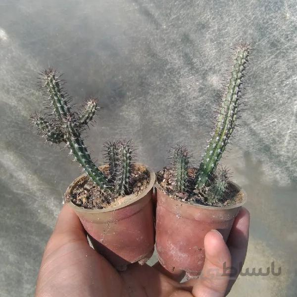 افوربیا بایوئنسیس پر شاخه