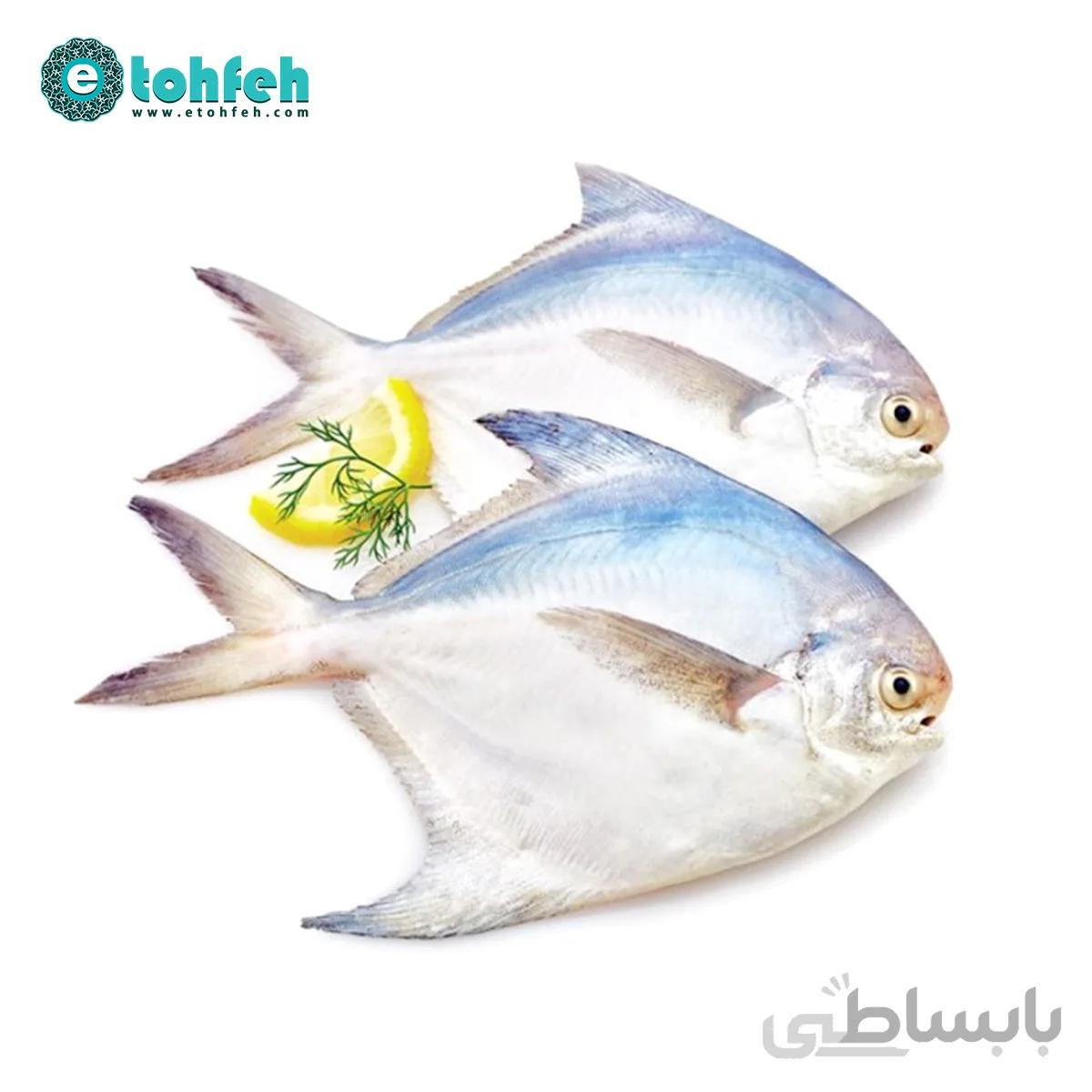 حلوا سفید درشت