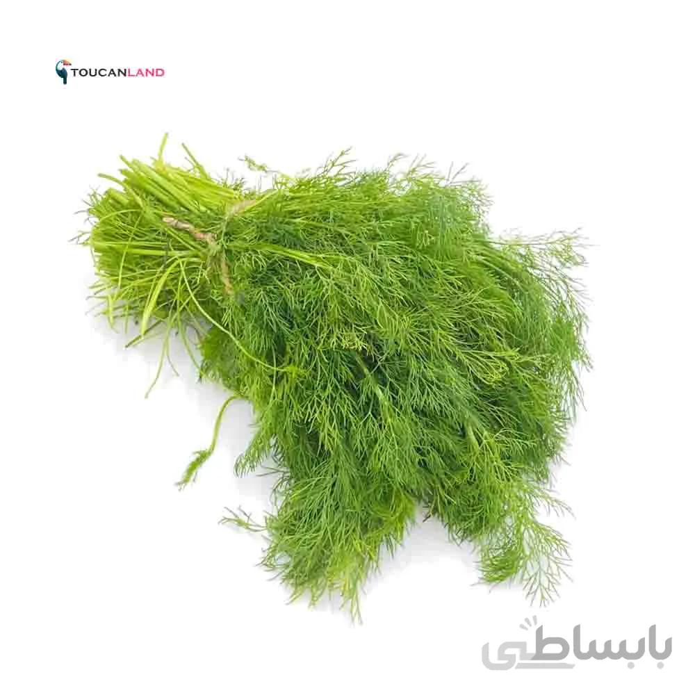 بذر شوید کد 331347