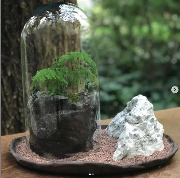 تراریوم مارچوبه ای ( استوانه ای )
