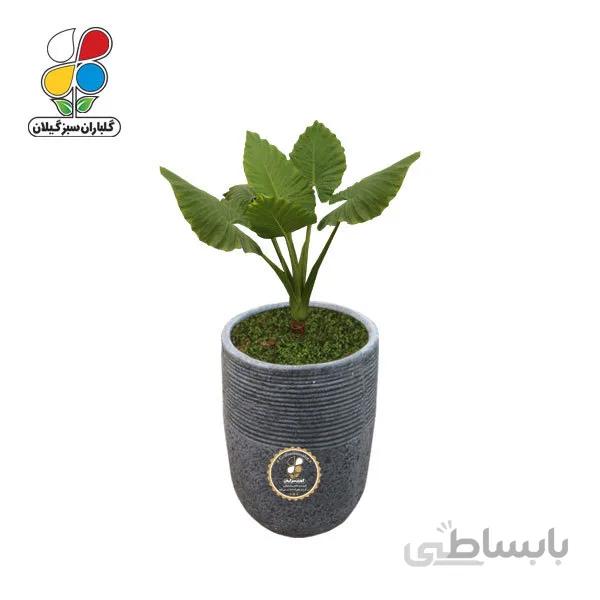 گیاه طبیعی بابا آدم سایز متوسط
