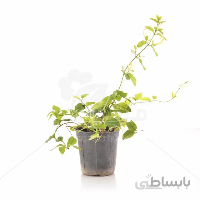 گیاه فضای باز یاس امین الدوله