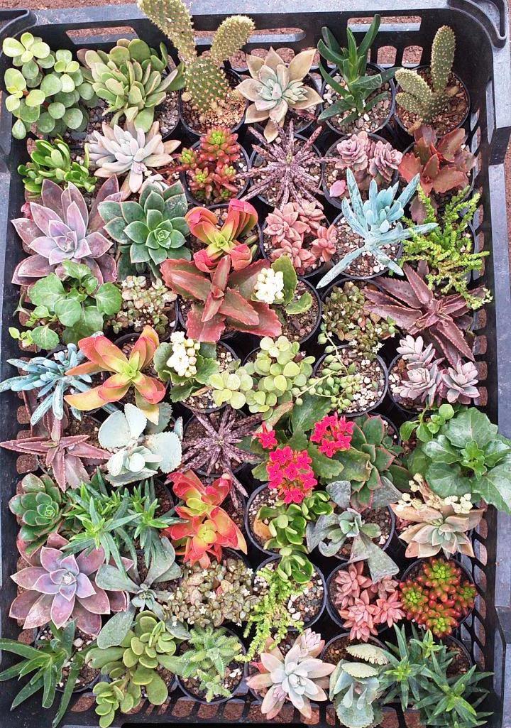 پکیج 550 عددی ساکولنت ممتاز (گلدان6)عمده