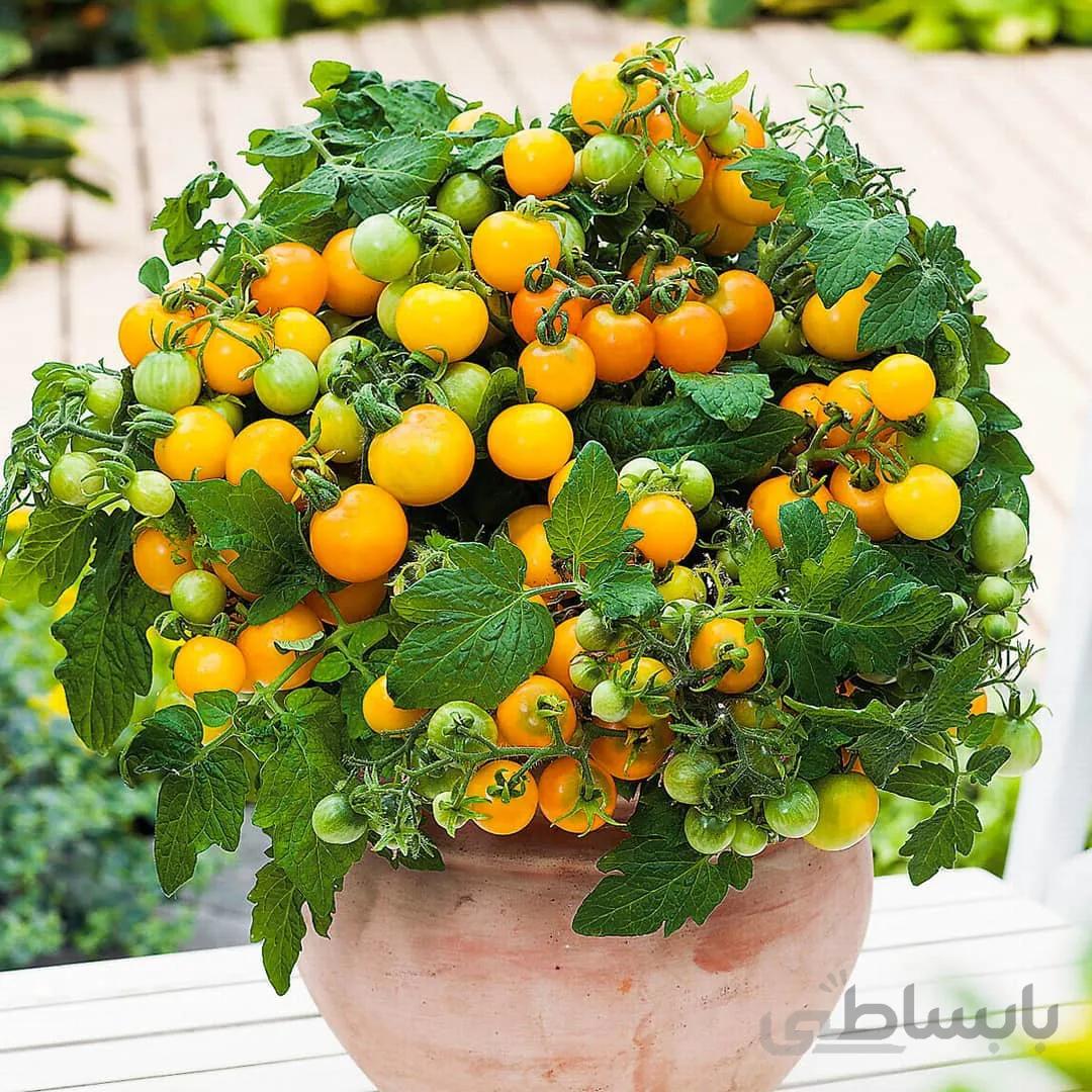 بذر گوجه گیلاسی زرد ( گلدانی )