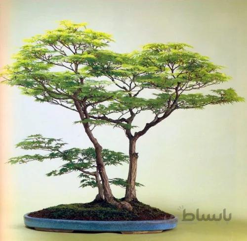 بونسای آکاسیا ( بذر اورجینال خارجی )