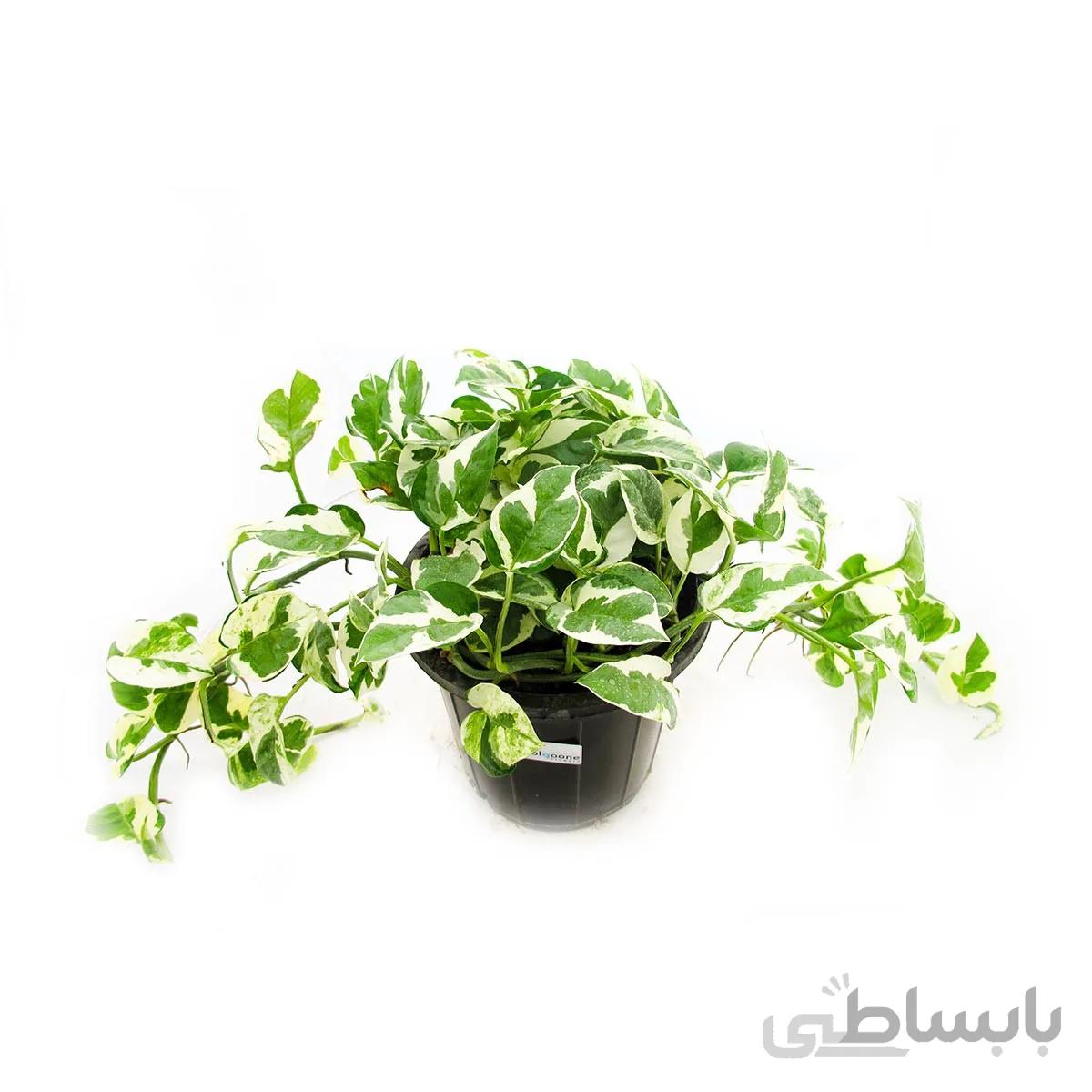 گیاه پتوس سفید
