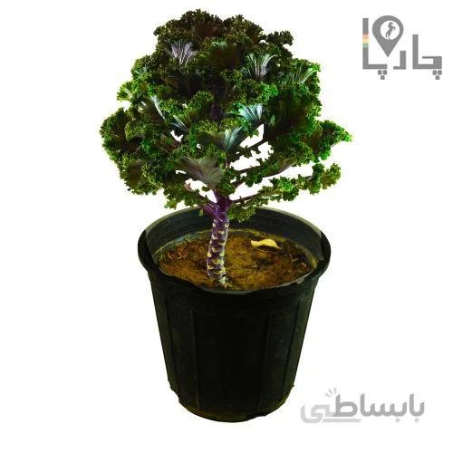 گیاه کلم زینتی بنفش