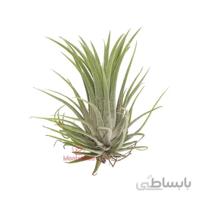 گیاه هوازی تیلادنسیا آیونانتا