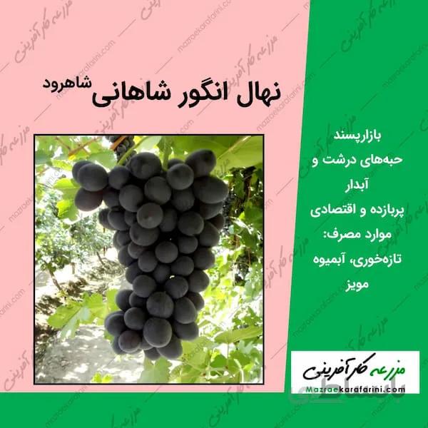 نهال گلدانی انگور شاهانی مکی