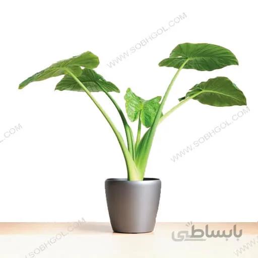 بابا آدم طرح E015 ( ارسال گل رایگان )