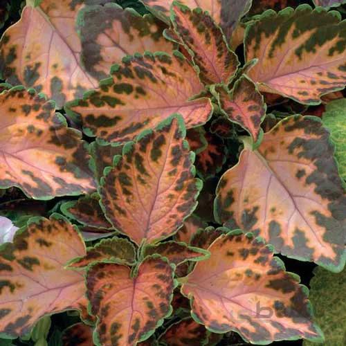 بذر حسن یوسف رقم F1 Coral sunrise