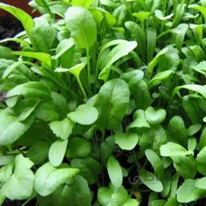 بذر سبزی شاهی