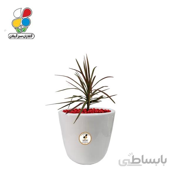 گیاه طبیعی دراسنا قرمز کوچک گلباران