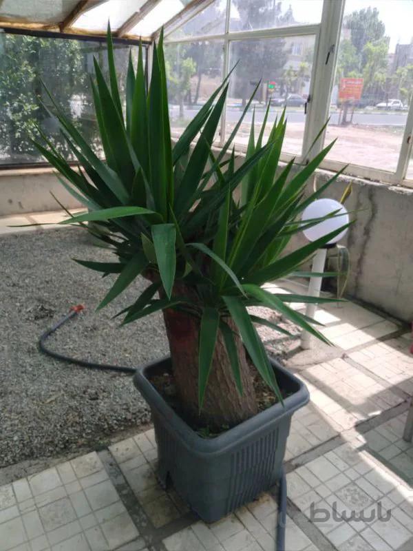 یوکا بزرگ تنه دار قطور درخت شکل